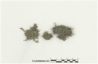 藏品(異萼蘚屬)的圖片